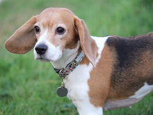 EDGAR