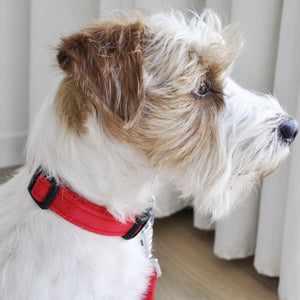 Collier pour chien fait main