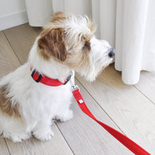Laisse pour chien 