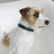 Collier pour chien de qualité