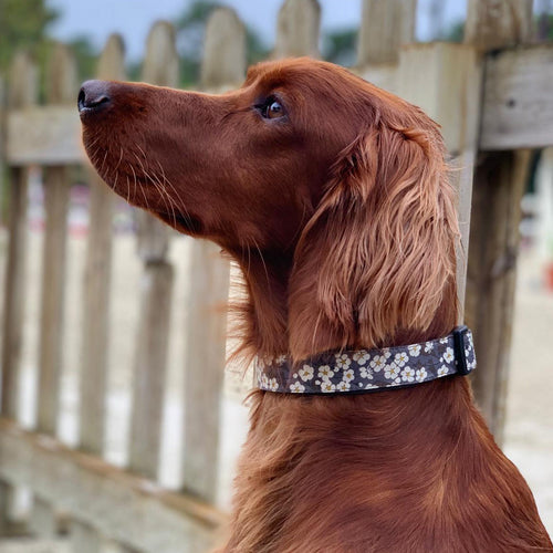 Collier pour chien fait main Liberty