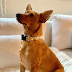 Collier pour chien Liberty