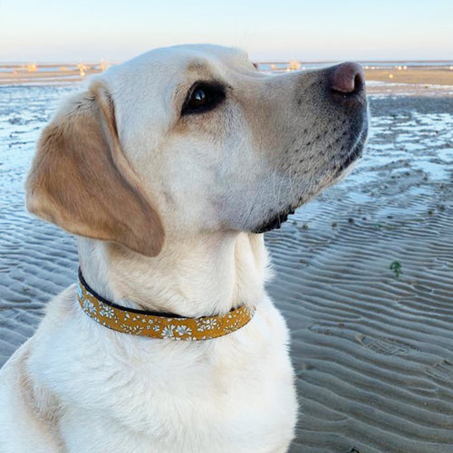 Collier pour chien fait main Liberty